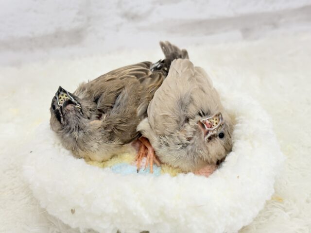 【最新画像更新🪄もうすぐひとり餌☆】食欲旺盛☆ぱやぱやコンビ🐣💖ジャンボキンカチョウ ヒナ ジャンボキンカチョウ