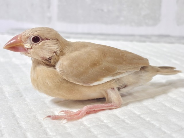シナモン文鳥