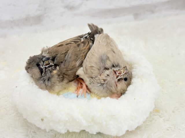 【最新画像更新🪄もうすぐひとり餌☆】食欲旺盛☆ぱやぱやコンビ🐣💖ジャンボキンカチョウ ヒナ ジャンボキンカチョウ