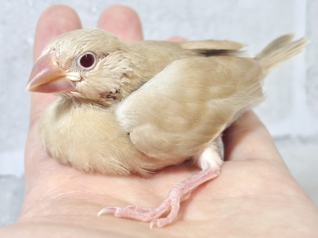 シナモン文鳥