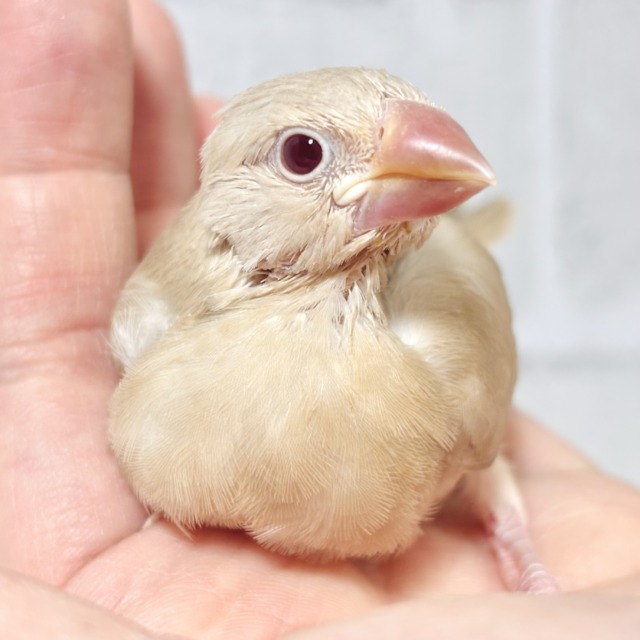 シナモン文鳥 ヒナ 🕰🧡✧*。 シナモン文鳥