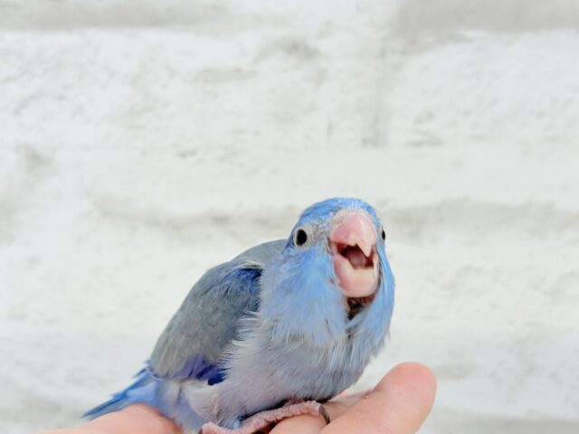 マメルリハ