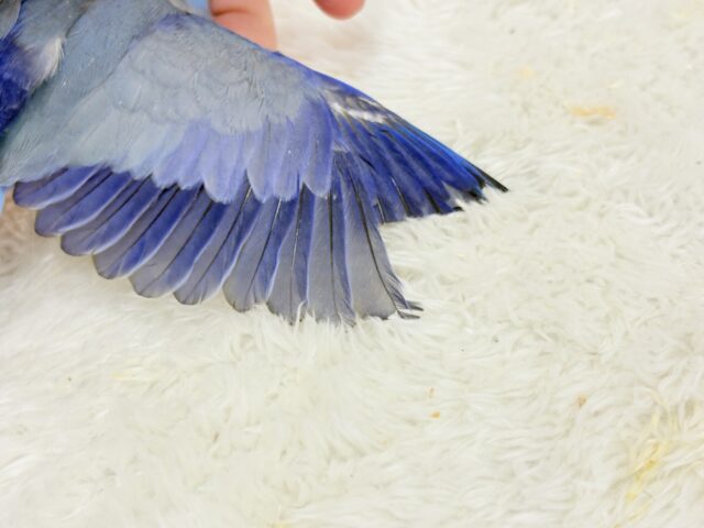 【最新画像更新🪄】表情豊か♡おめめがキレイ🐥💫マメルリハ(コバルト) 男の子 ヒナ マメルリハ