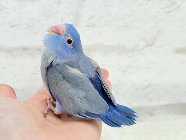 マメルリハ