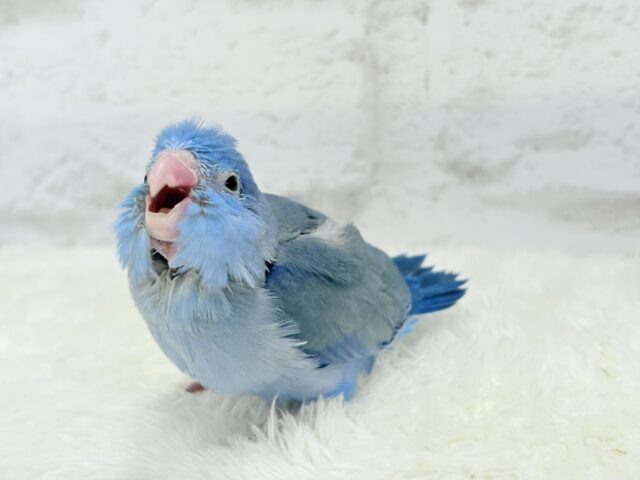 【最新画像更新🪄】表情豊か♡おめめがキレイ🐥💫マメルリハ(コバルト) 男の子 ヒナ マメルリハ