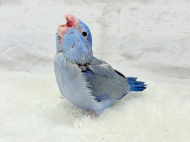 【最新画像更新🪄】表情豊か♡おめめがキレイ🐥💫マメルリハ(コバルト) 男の子 ヒナ マメルリハ