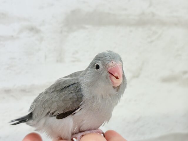 マメルリハ