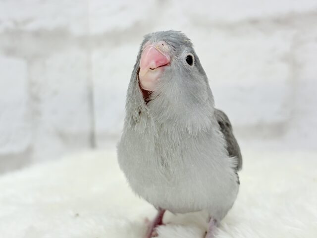 【最新画像更新🪄】カッコイイ&カワイイの合わせ技🐥🩶マメルリハ(モーブ) ヒナ マメルリハ
