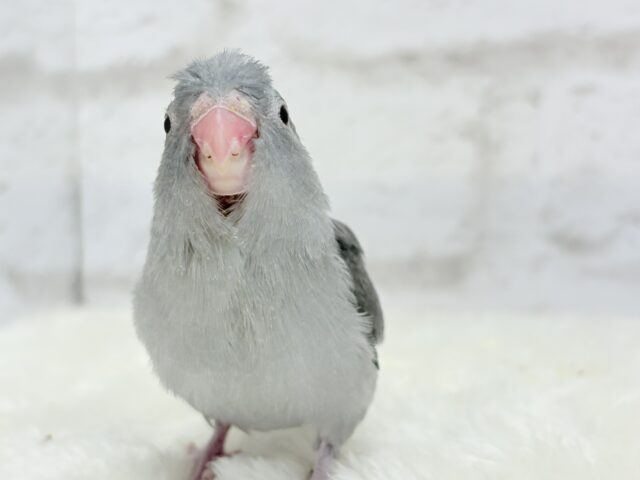 マメルリハ