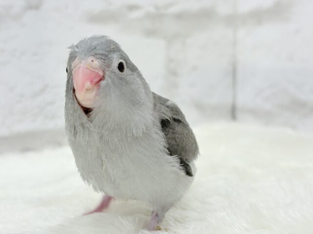【最新画像更新🪄】カッコイイ&カワイイの合わせ技🐥🩶マメルリハ(モーブ) ヒナ マメルリハ