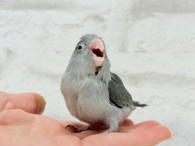 【最新画像更新🪄】カッコイイ&カワイイの合わせ技🐥🩶マメルリハ(モーブ) ヒナ マメルリハ