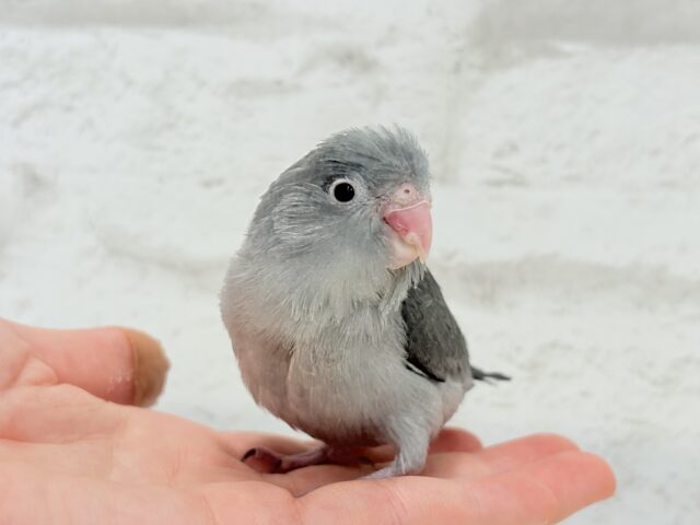 【最新画像更新🪄】カッコイイ&カワイイの合わせ技🐥🩶マメルリハ(モーブ) ヒナ マメルリハ