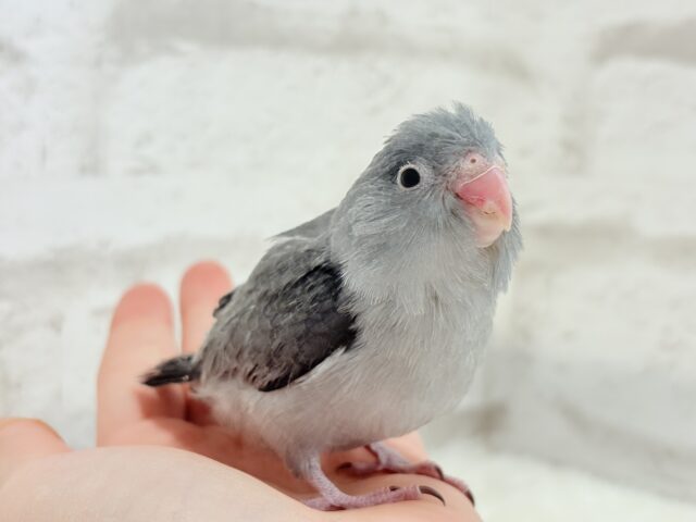 【最新画像更新🪄】カッコイイ&カワイイの合わせ技🐥🩶マメルリハ(モーブ) ヒナ マメルリハ