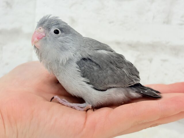 マメルリハ