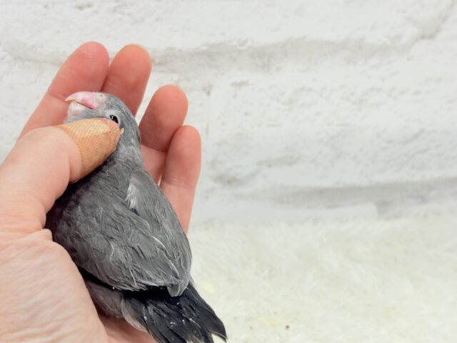 【最新画像更新🪄】カッコイイ&カワイイの合わせ技🐥🩶マメルリハ(モーブ) ヒナ マメルリハ