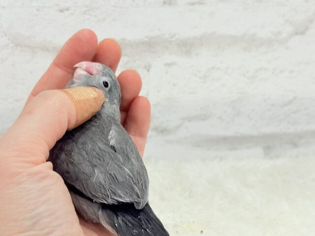 マメルリハ