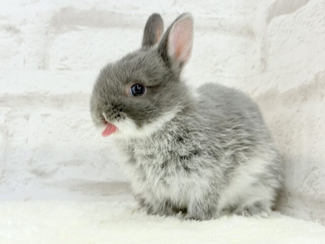 動くお人形さん🐰💙ネザーランドドワーフ(ブルーマーチン)男の子 ネザーランドドワーフ
