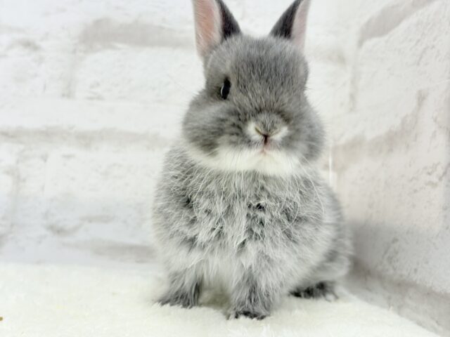 動くお人形さん🐰💙ネザーランドドワーフ(ブルーマーチン)男の子 ネザーランドドワーフ