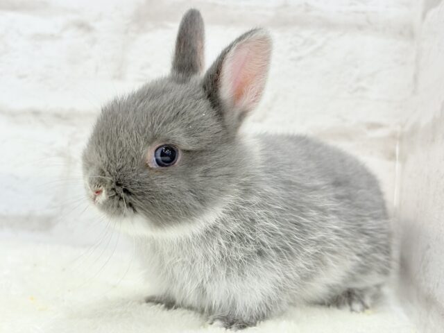 動くお人形さん🐰💙ネザーランドドワーフ(ブルーマーチン)男の子 ネザーランドドワーフ