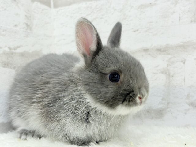 動くお人形さん🐰💙ネザーランドドワーフ(ブルーマーチン)男の子 ネザーランドドワーフ