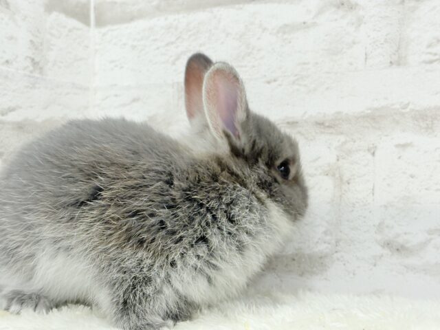 動くお人形さん🐰💙ネザーランドドワーフ(ブルーマーチン)男の子 ネザーランドドワーフ