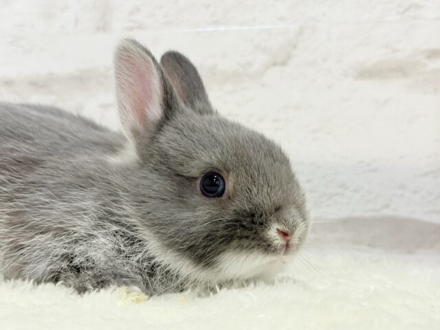 動くお人形さん🐰💙ネザーランドドワーフ(ブルーマーチン)男の子 ネザーランドドワーフ