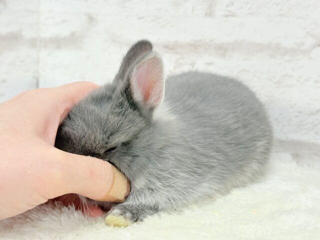 動くお人形さん🐰💙ネザーランドドワーフ(ブルーマーチン)男の子 ネザーランドドワーフ