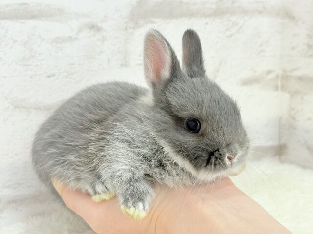 動くお人形さん🐰💙ネザーランドドワーフ(ブルーマーチン)男の子 ネザーランドドワーフ
