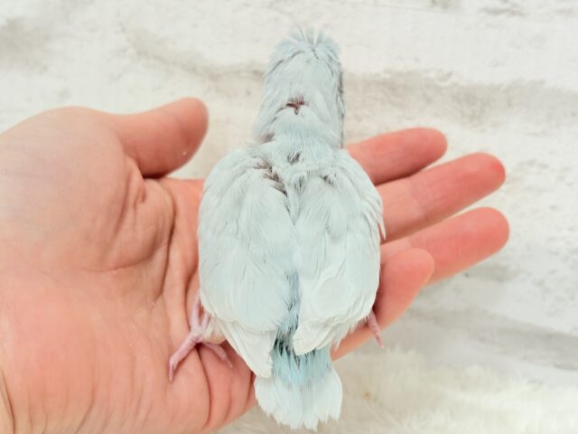 マメルリハ