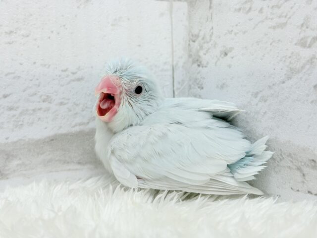 マメルリハ