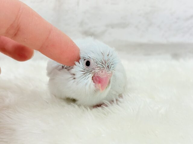 マメルリハ