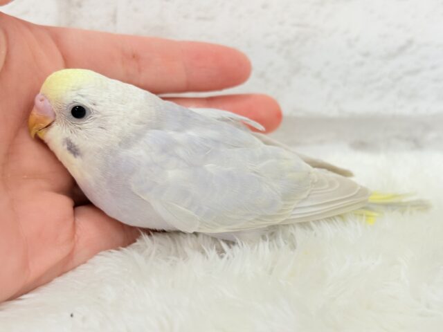 神秘的で目を引く美しさ🫧セキセイインコ(イエローフェイスライラック) ヒナ セキセイインコ