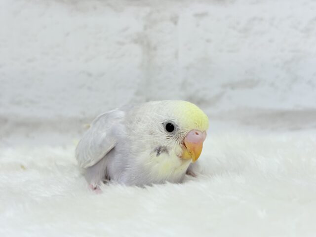 神秘的で目を引く美しさ🫧セキセイインコ(イエローフェイスライラック) ヒナ セキセイインコ