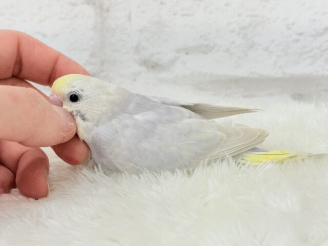 神秘的で目を引く美しさ🫧セキセイインコ(イエローフェイスライラック) ヒナ セキセイインコ