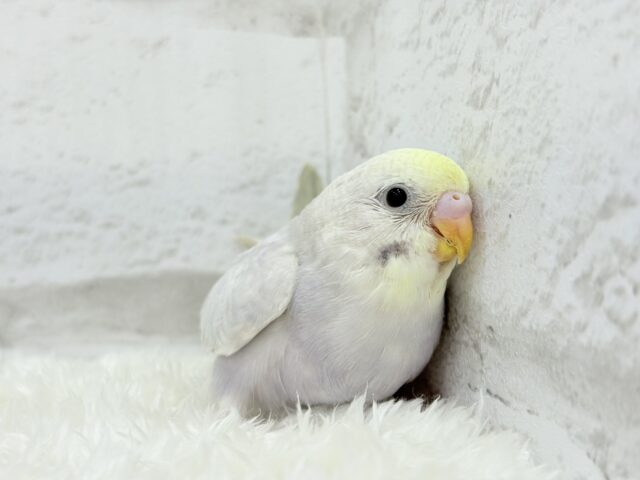 神秘的で目を引く美しさ🫧セキセイインコ(イエローフェイスライラック) ヒナ セキセイインコ