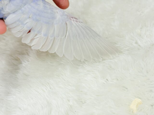 麗しい💜目を奪われる美しさ𖤐 ̖́-セキセイインコ(ライラック) ヒナ セキセイインコ