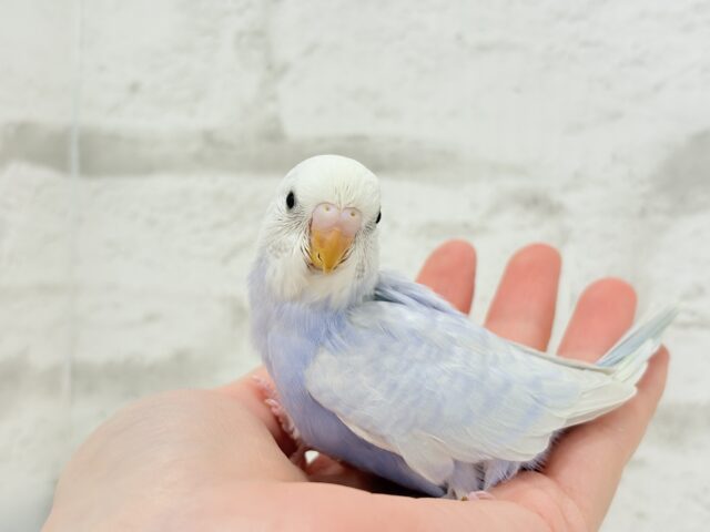 麗しい💜目を奪われる美しさ𖤐 ̖́-セキセイインコ(ライラック) ヒナ セキセイインコ
