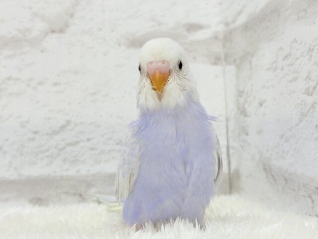 麗しい💜目を奪われる美しさ𖤐 ̖́-セキセイインコ(ライラック) ヒナ セキセイインコ