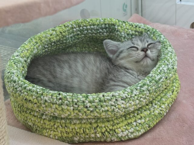 マンチカン