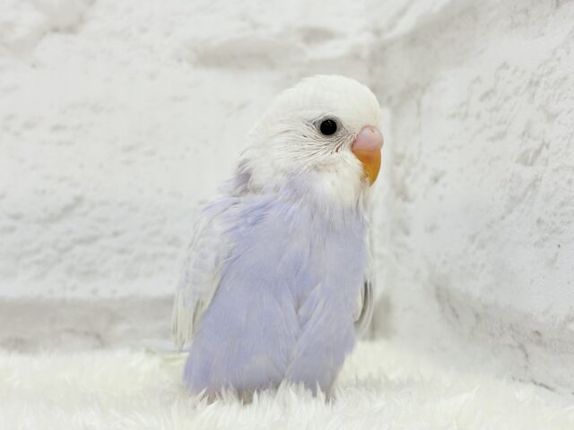 麗しい💜目を奪われる美しさ𖤐 ̖́-セキセイインコ(ライラック) ヒナ セキセイインコ