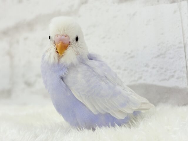 麗しい💜目を奪われる美しさ𖤐 ̖́-セキセイインコ(ライラック) ヒナ セキセイインコ