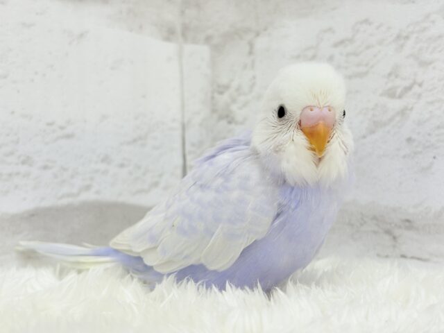 麗しい💜目を奪われる美しさ𖤐 ̖́-セキセイインコ(ライラック) ヒナ セキセイインコ