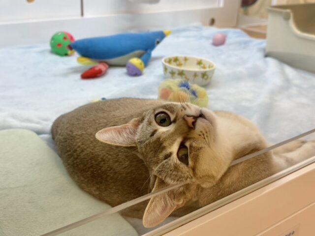 シンガプーラ