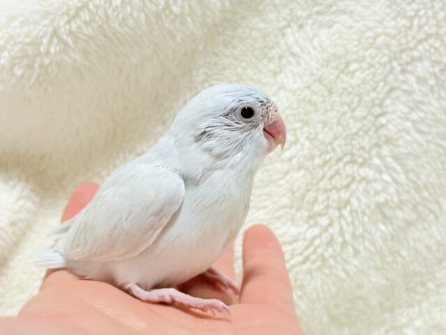 マメルリハ