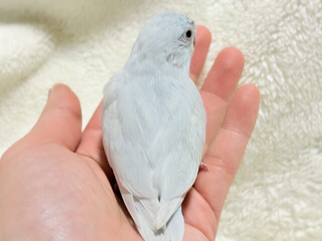 マメルリハ