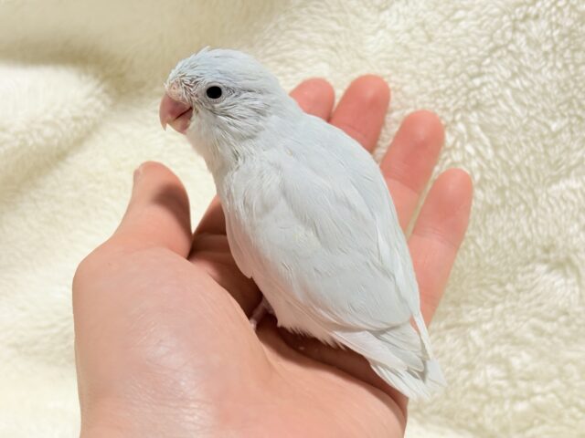 マメルリハ