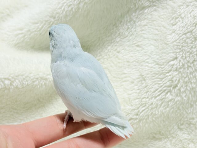 マメルリハ