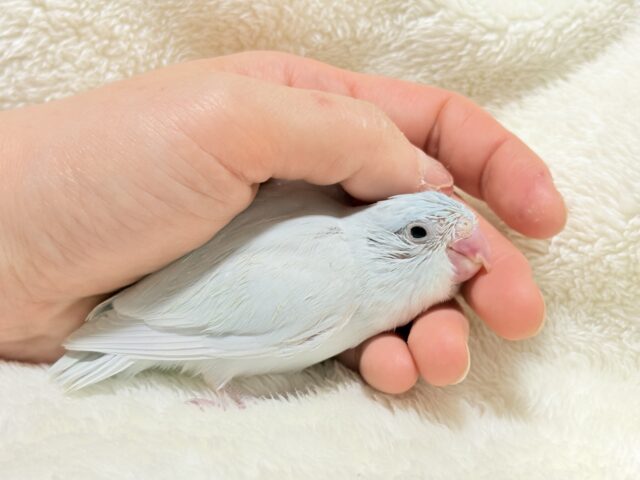 マメルリハ