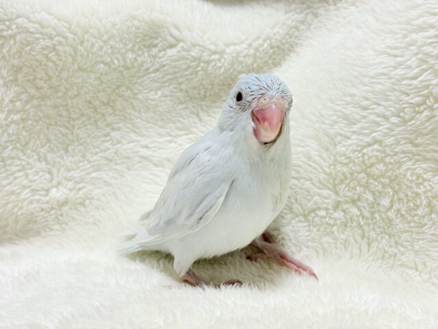 マメルリハ