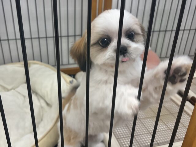 シーズー